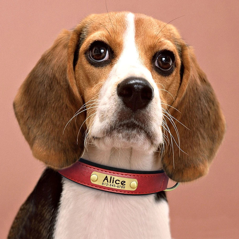 Give your pet a stylish and customized leather collar.